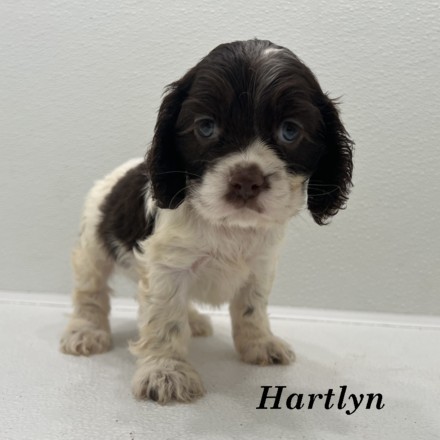 puppy, for, sale, Cockalier, Joe & Cherri  Overlease, dog, breeder, Miller, MO, dog-breeder, puppy-for-sale, forsale, nearby, find, puppyfind, locator, puppylocator, aca